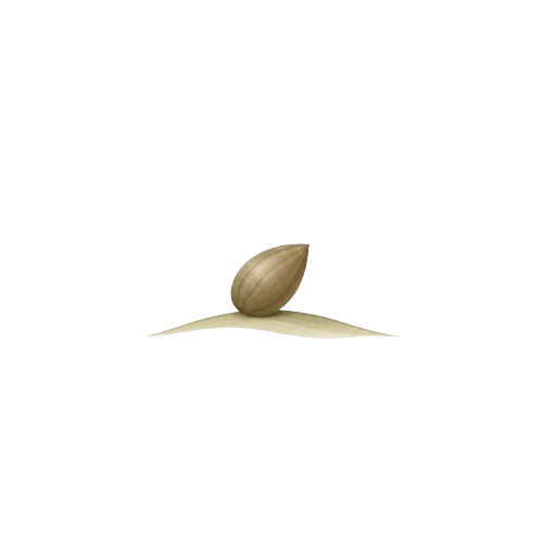 Apple Tree seed stage